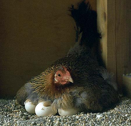 ニワトリの抱卵