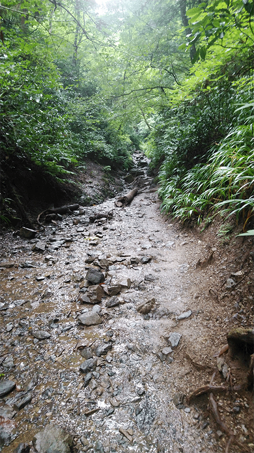 高尾山登山道「びわ滝コース」