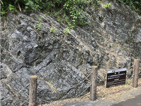 白岩層化石群