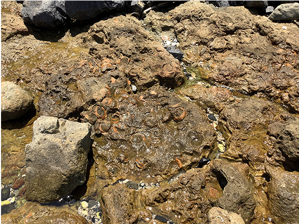 彦島西山の化石層その2
