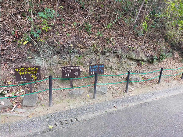 大牟田市動物園の化石