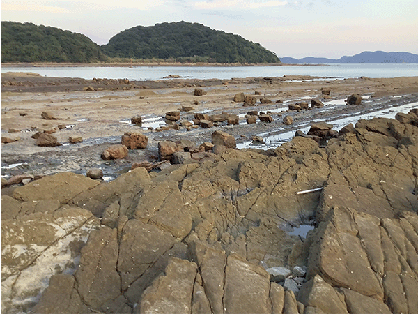 小佐々野島の淡水貝化石含有層