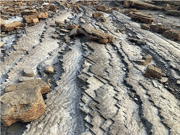 小佐々野島の淡水貝化石含有層その2