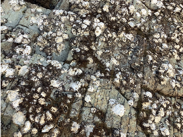 小佐々野島の淡水貝化石含有層その3
