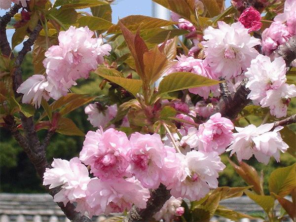 平戸二度咲き桜