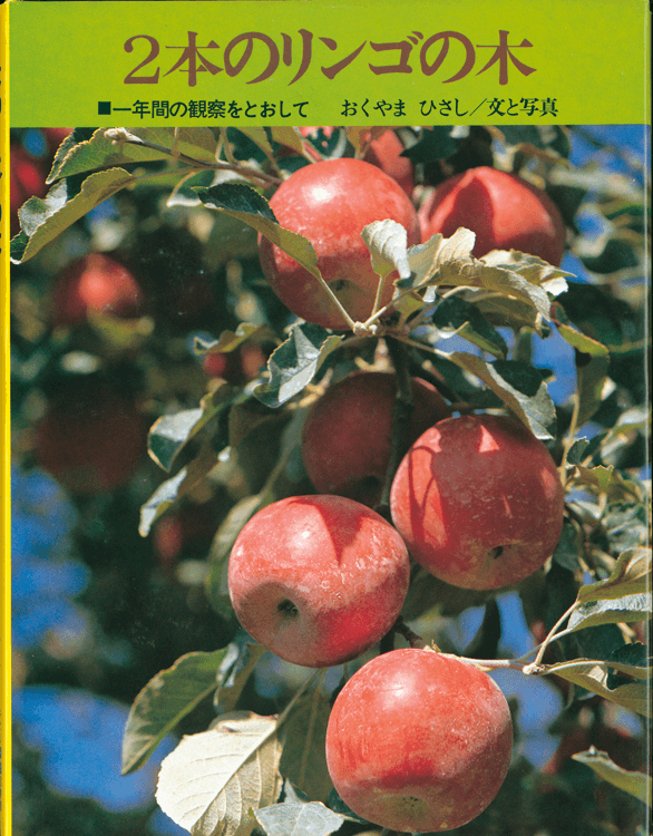かじり木　りんごの木　訳あり200本 たわい