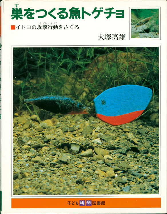 巣をつくる魚トゲチョ