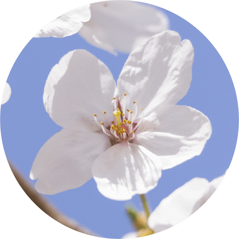 サクラの花