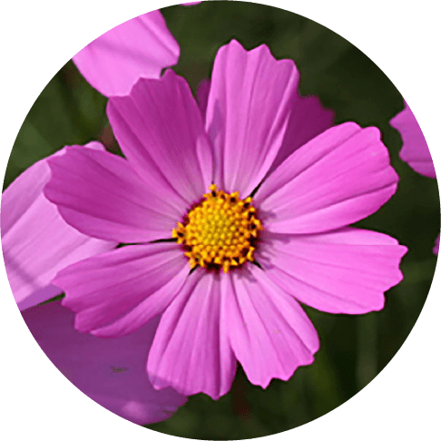 コスモスの花