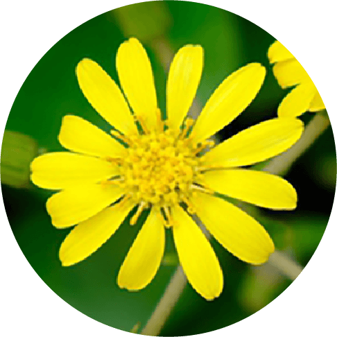 ツワブキの花