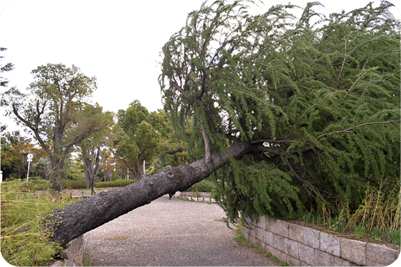 台風で倒れた木