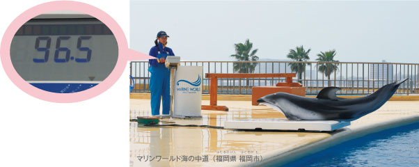 食べ物をさがすカラス