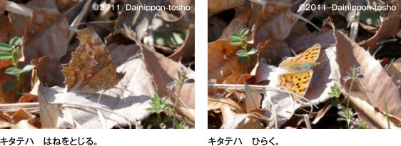 キタテハ