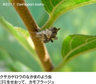 クサカゲロウの仲間の幼虫