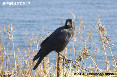 食べ物をさがすカラス