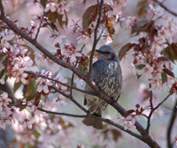 サクラとヒヨドリの写真