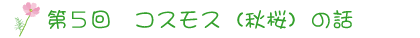 第５回　　コスモス（秋桜）