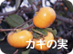 カキの実