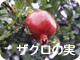 ザクロの実