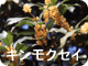 キンモクセイ