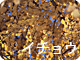 イチョウ