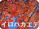 イロハカエデ