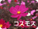 コスモス