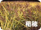 稲穂