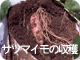 サツマイモの収穫