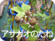 アサガオのタネ