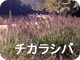 チカラシバ