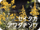 セイタカアワダチソウ