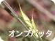 オンブバッタ
