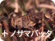 トノサマバッタ