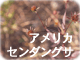 アメリカセンダングサ