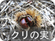 クリの実