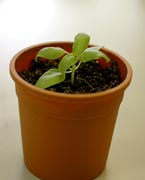 鉢に植え替え