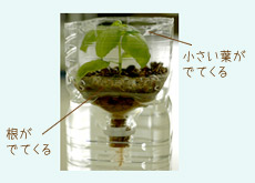 ペットボトルを利用する