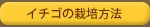 イチゴの栽培方法