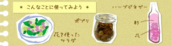 ハーブビネガーやサラダ、ポプリに使ってみよう