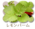 レモンバーム