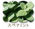 スペアミント