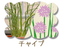 チャイブ