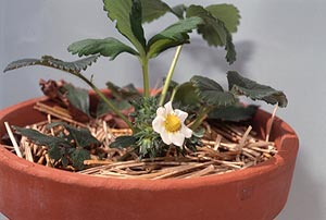 わらを敷いた様子