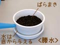 腰水