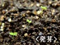 発芽
