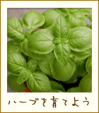 ハーブを育てよう