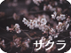サクラ