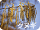 クヌギ