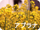 アブラナ